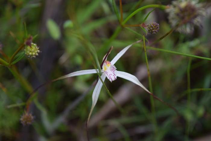 Caladenia - Orchid-spider-0003.JPG